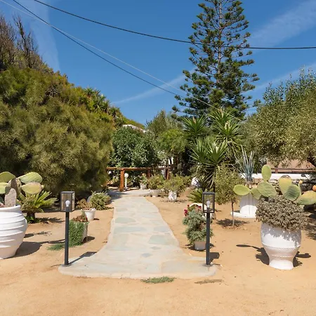 Sunrock - Begonia Στελίδα